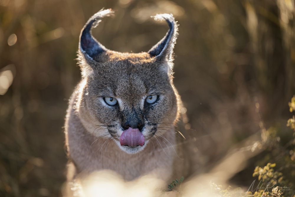 Caracal - African Lynx