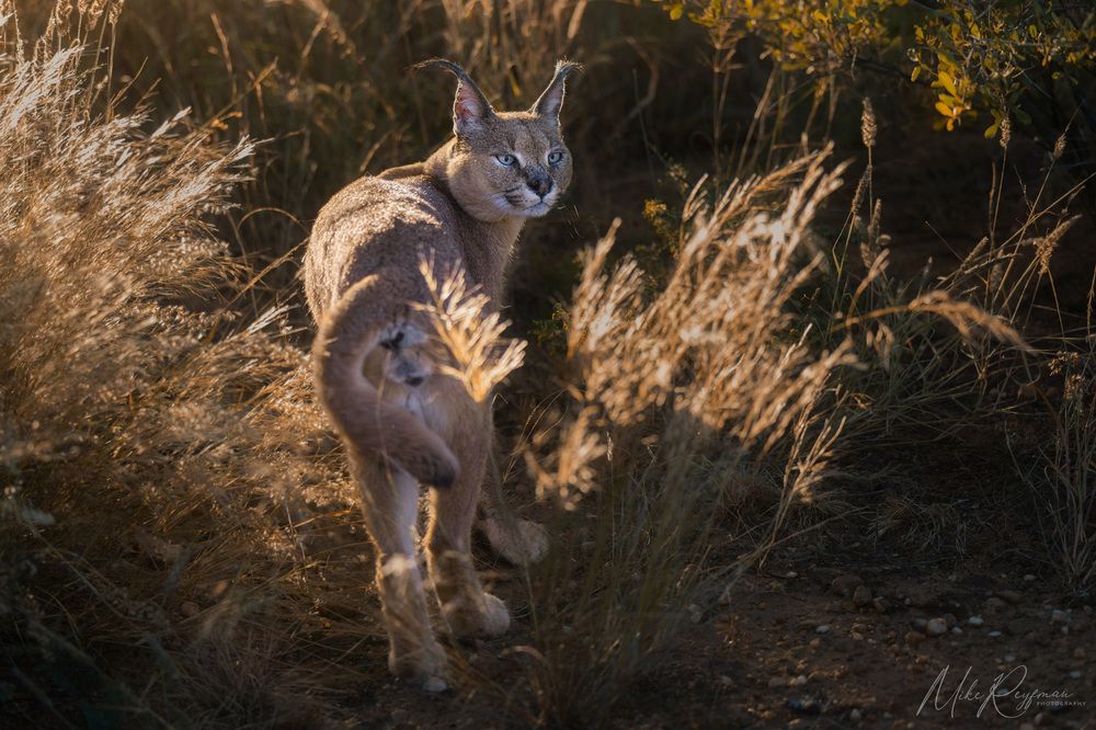 Caracal - African Lynx