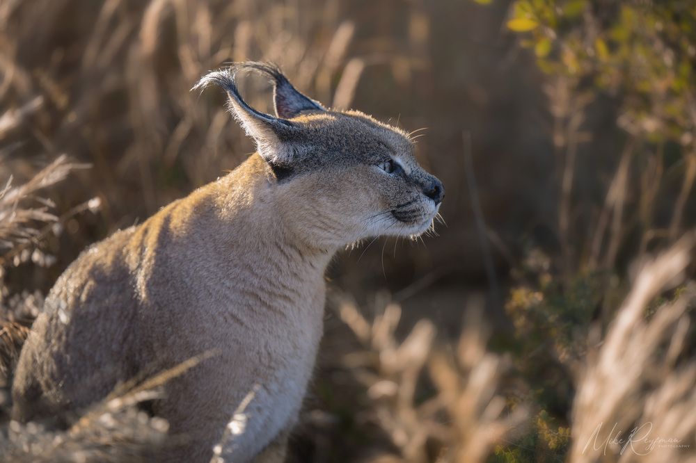 Caracal - African Lynx