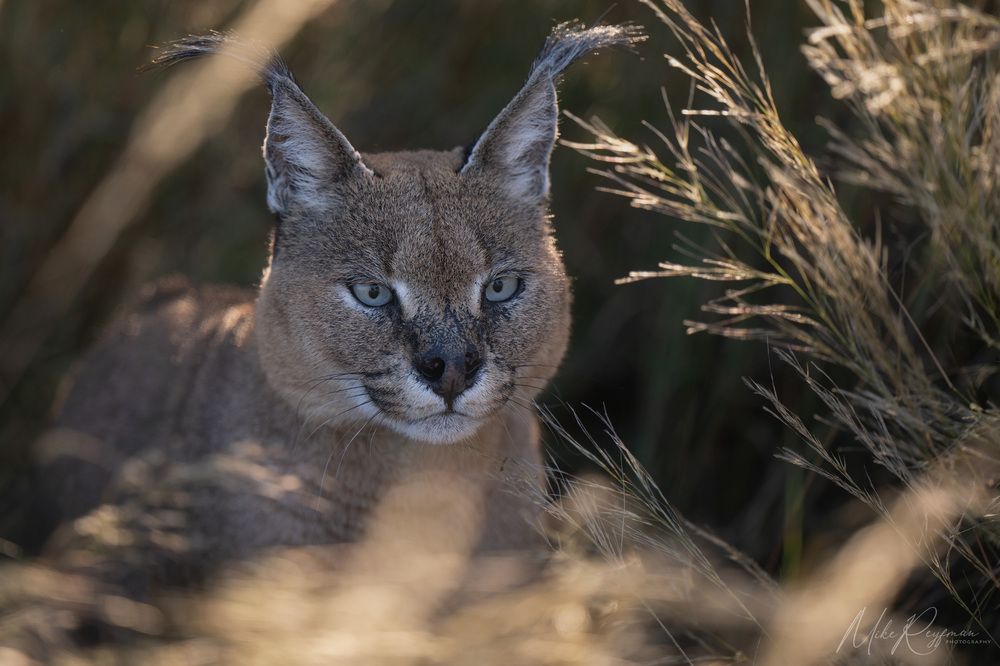 Caracal - African Lynx