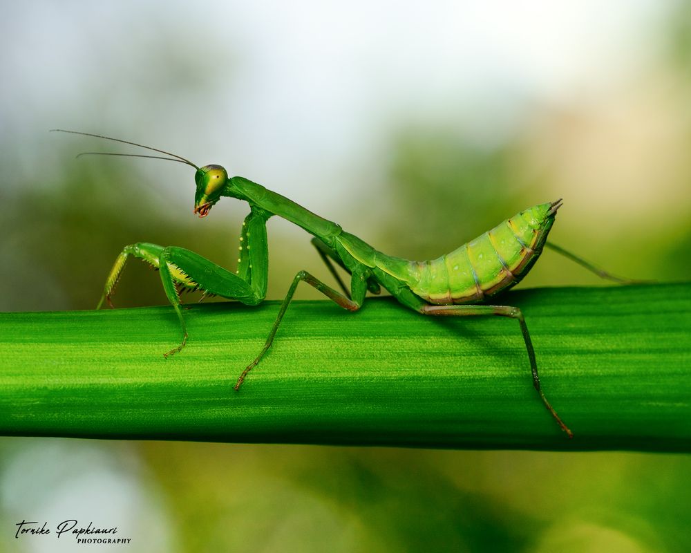 Mantis