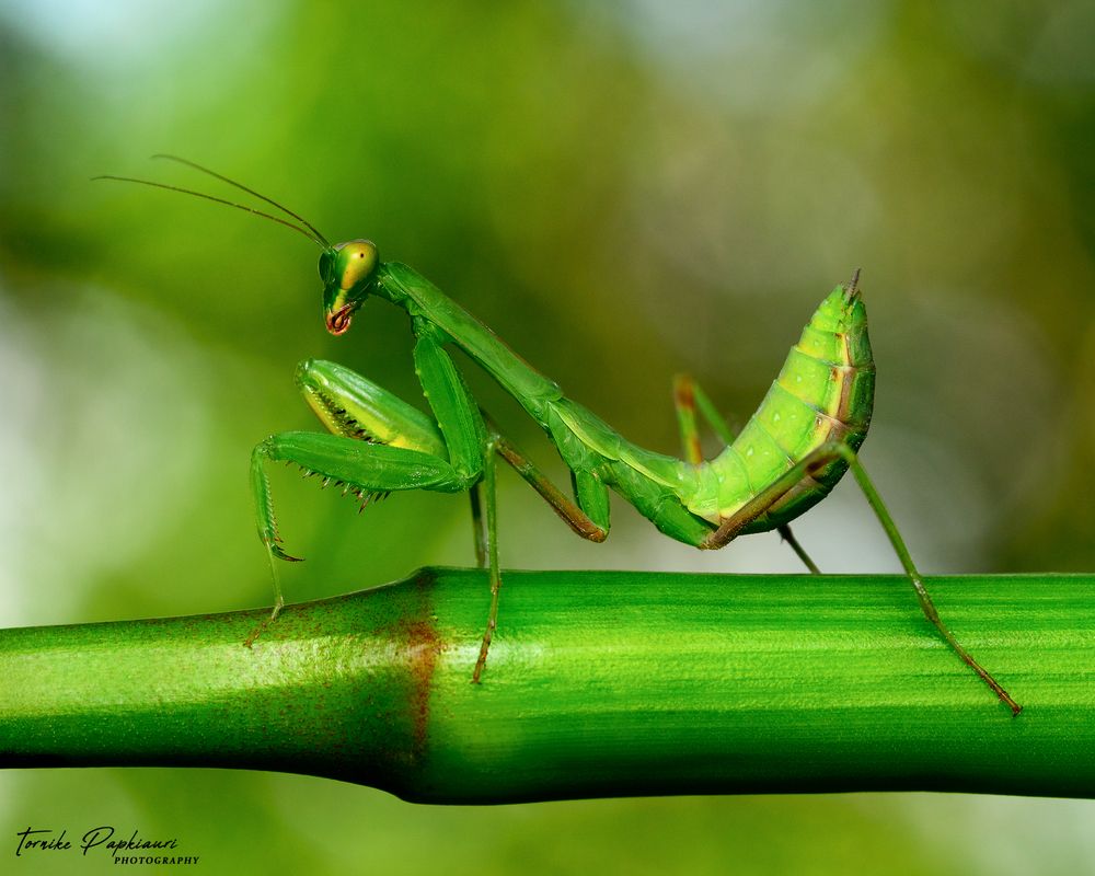 Mantis