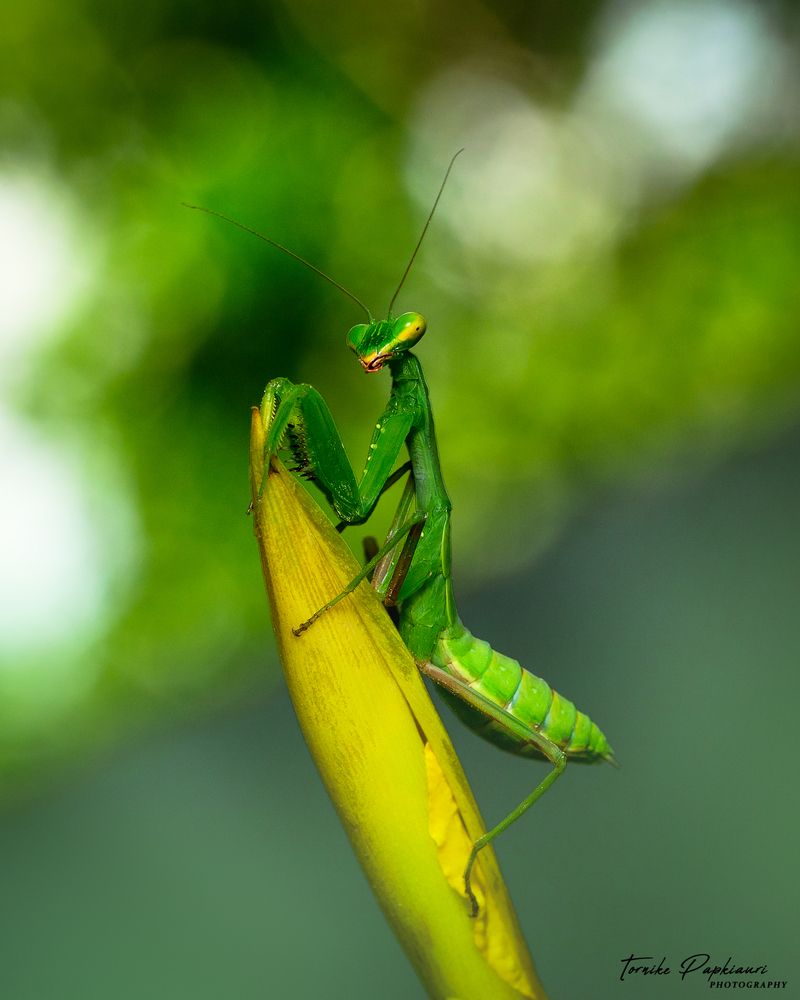 Mantis