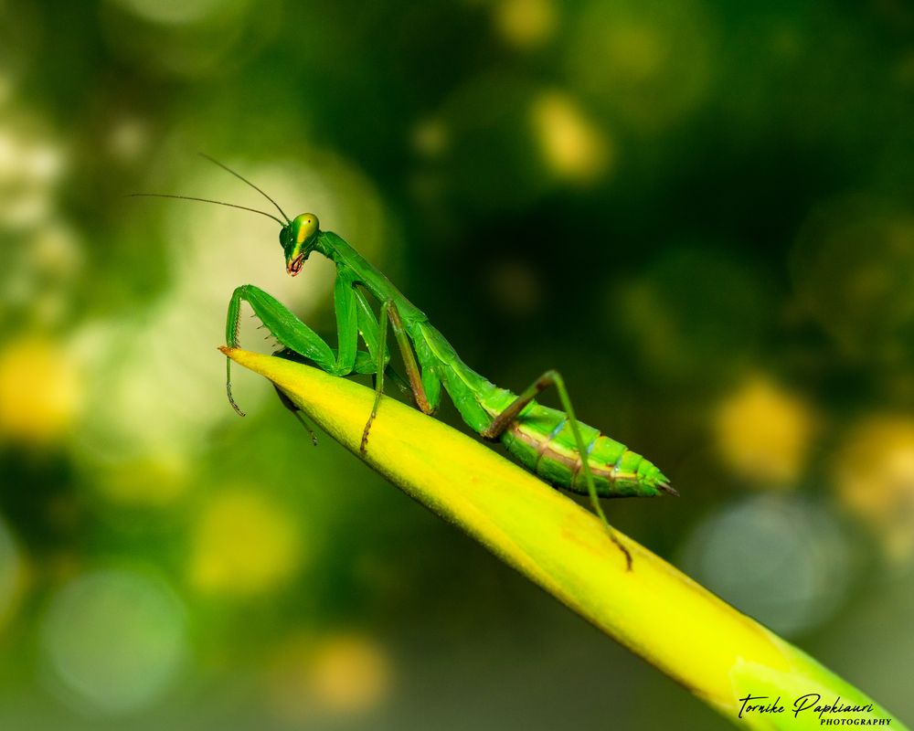 Mantis