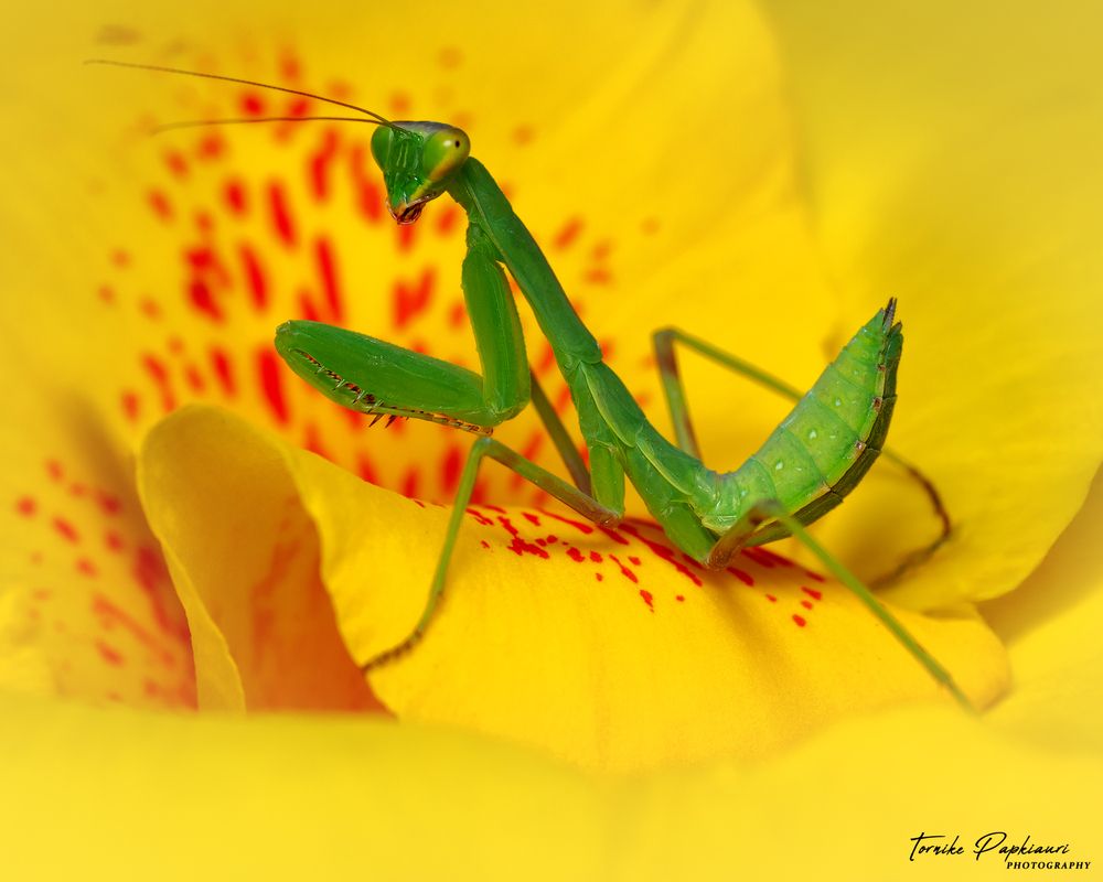 Mantis
