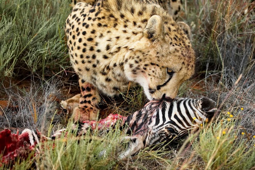 История одной охоты