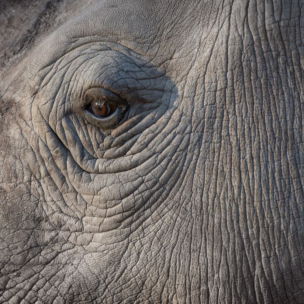 Up close with Africa
