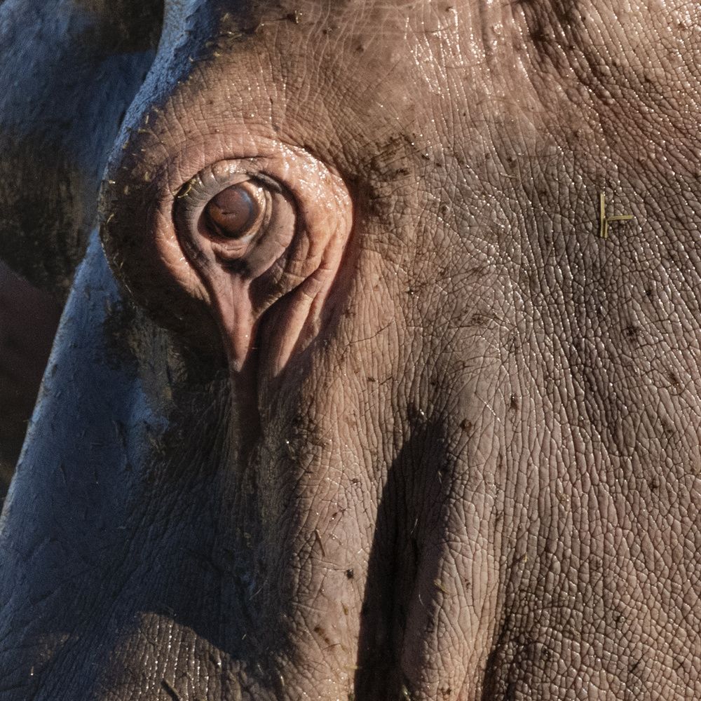 Up close with Africa