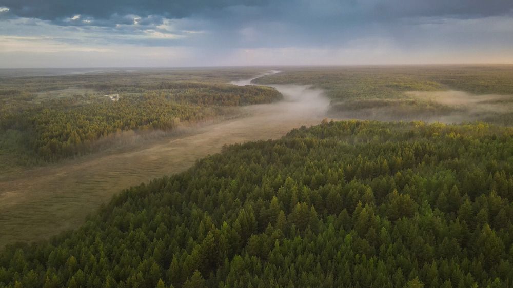 Туманное утро