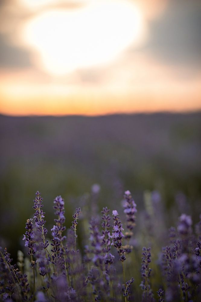 Photo 2886835