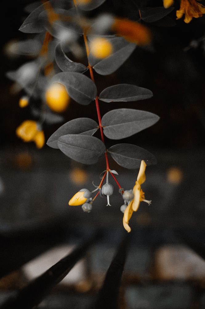 Yellow