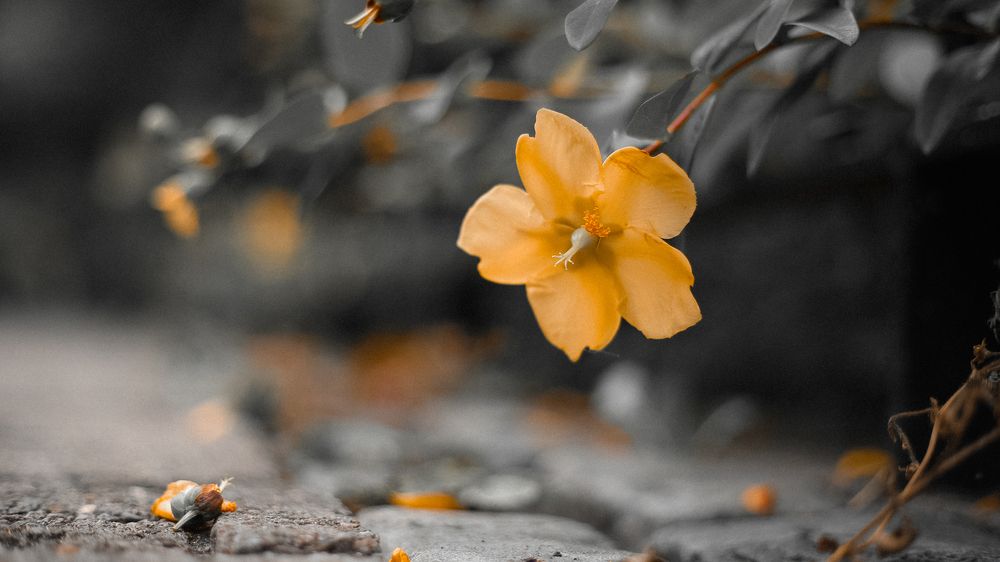 Yellow
