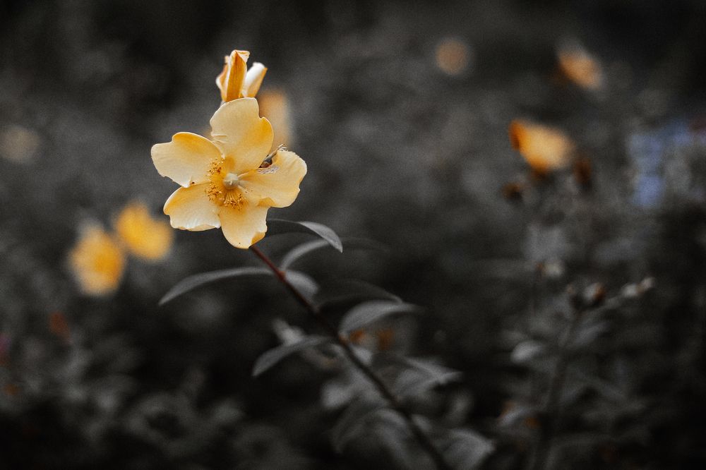 Yellow