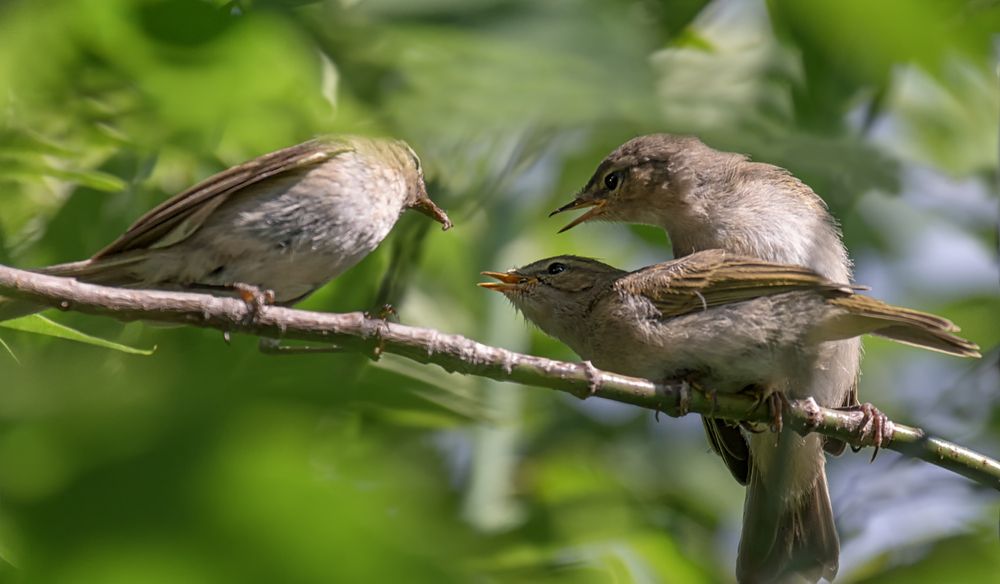 Кормление (4 ФОТО)