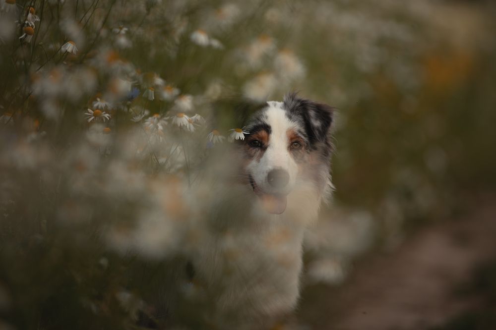 Photo 2887785