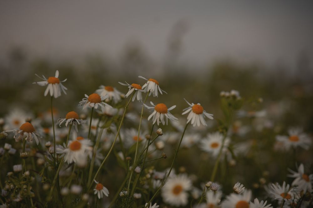 Photo 2887788
