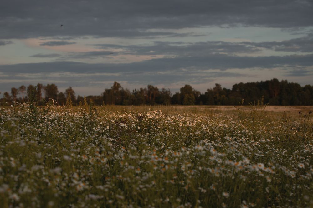 Photo 2887789