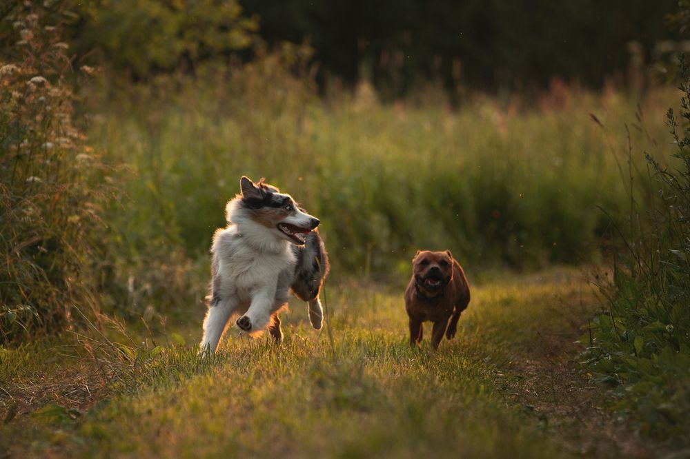 Photo 2887791