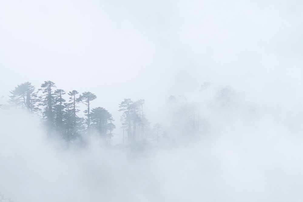 Bhutan cloudforest