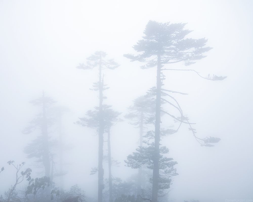 Bhutan cloudforest