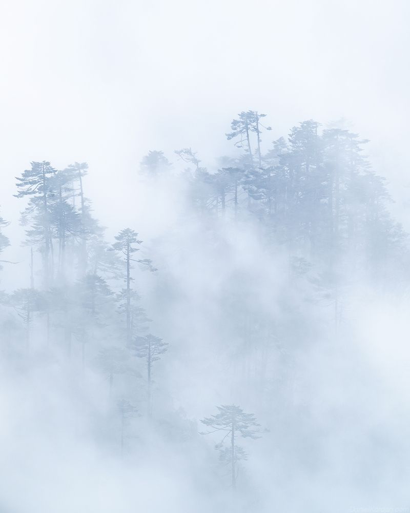 Bhutan cloudforest