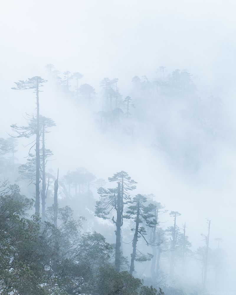 Bhutan cloudforest