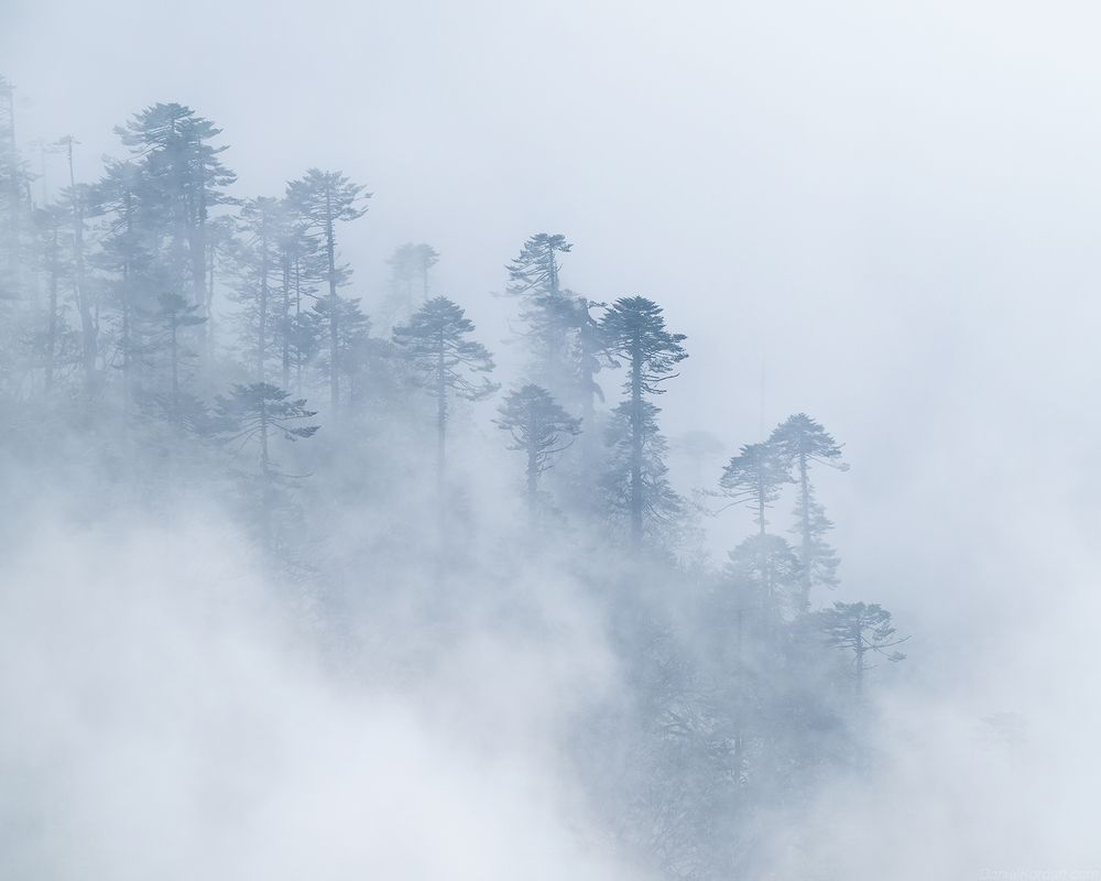 Bhutan cloudforest