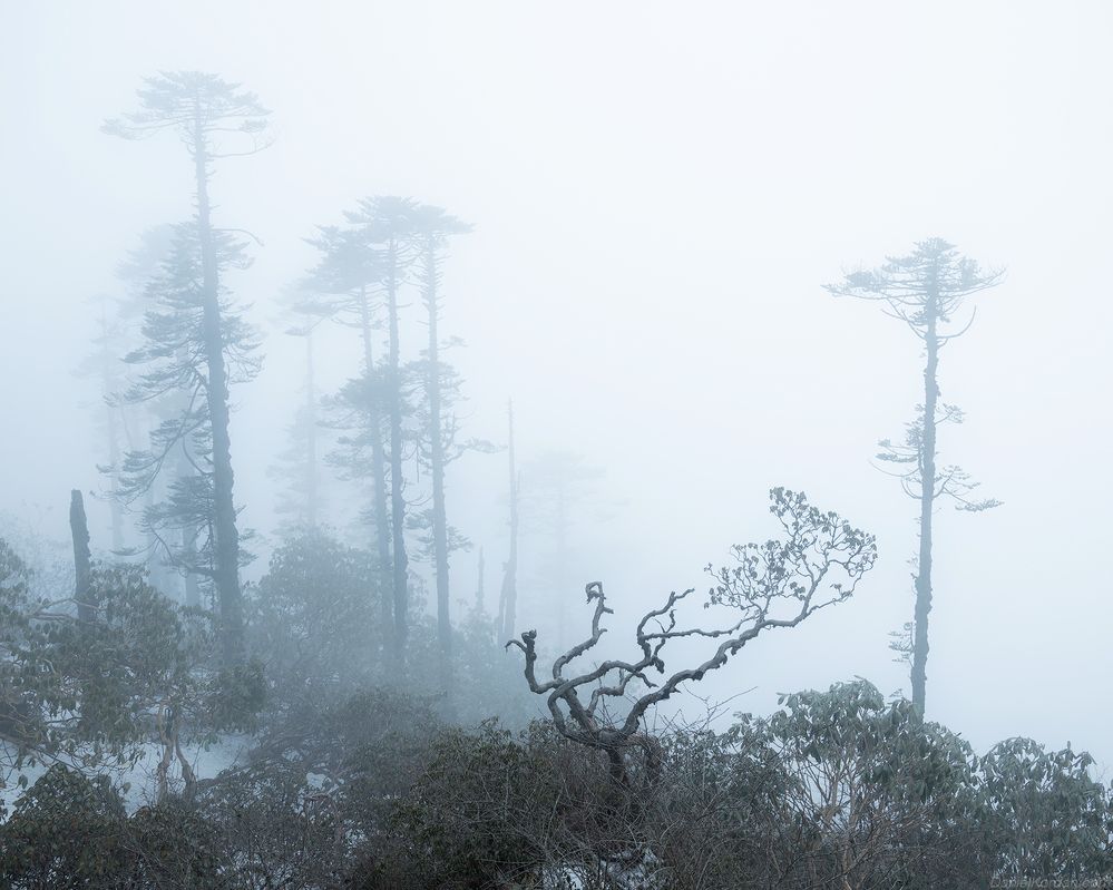 Bhutan cloudforest
