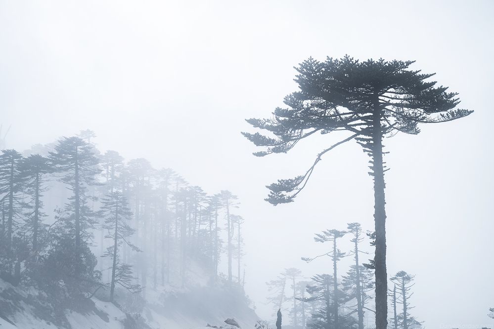 Bhutan cloudforest