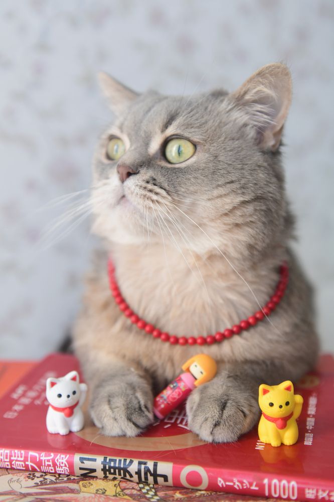 Эмоции кота-япониста в бусиках