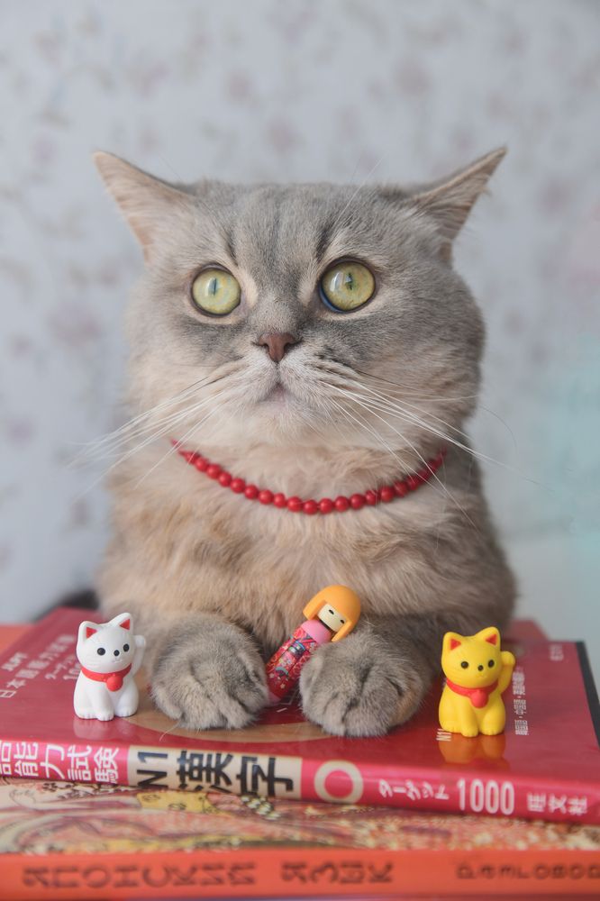 Эмоции кота-япониста в бусиках