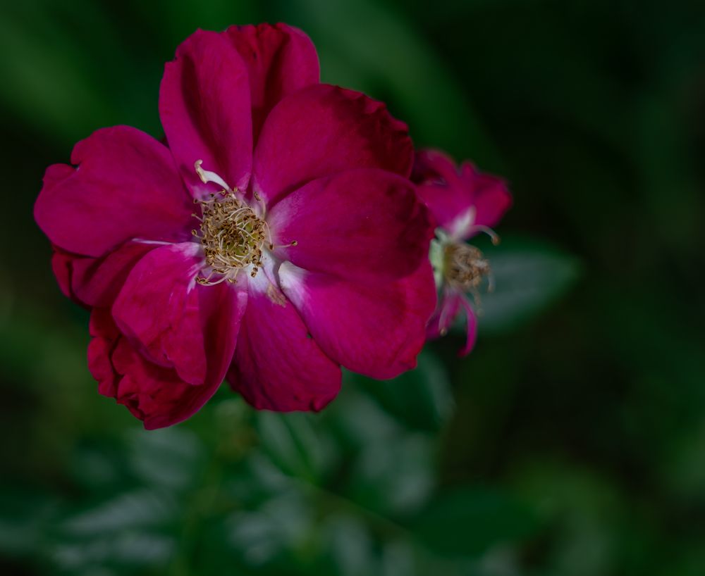 Кадры, сделанные новым объективом Sigma 17-40mm f/1.8 с камерой Sony a6700, f/1.8.