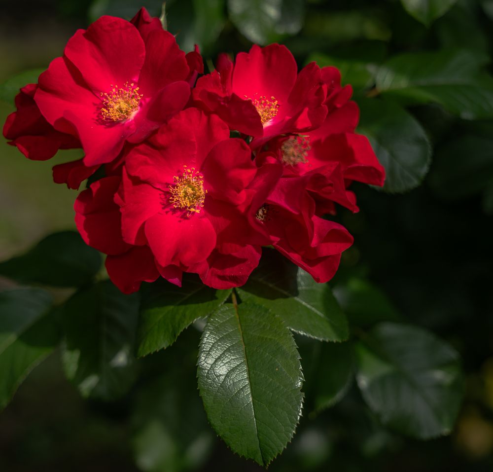 Кадры, сделанные новым объективом Sigma 17-40mm f/1.8 с камерой Sony a6700, f/1.8.