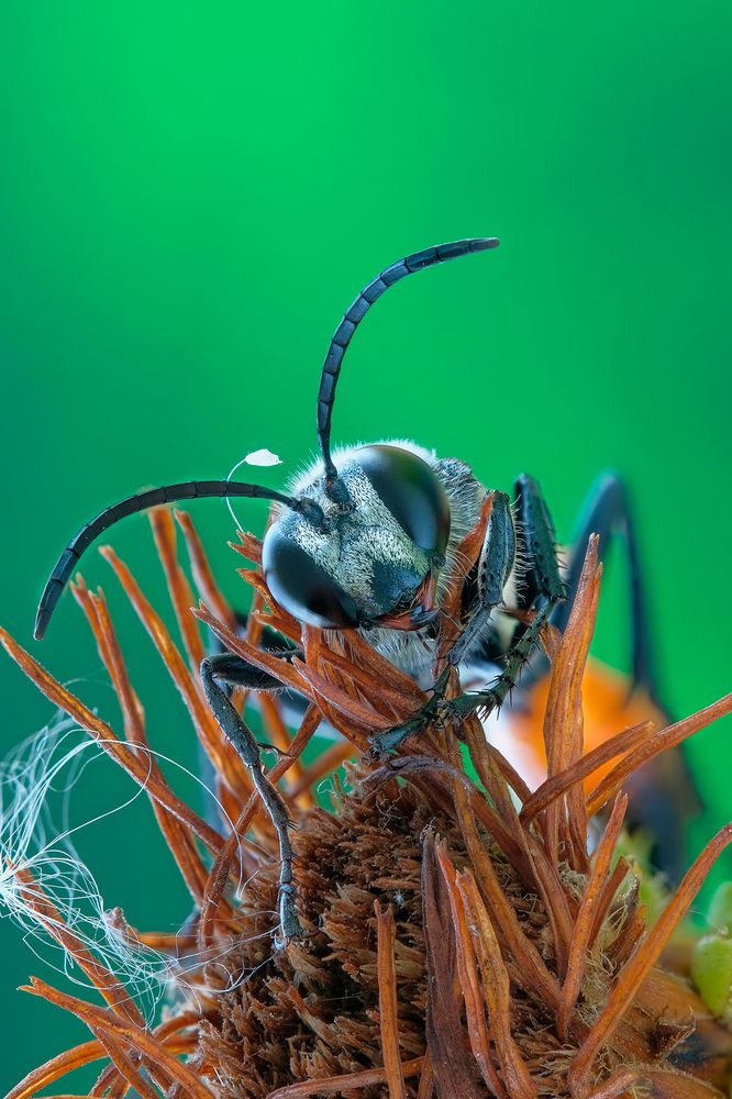 Аммофила (Ammophila)