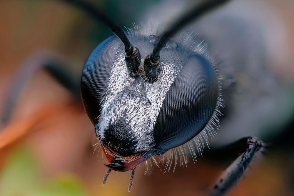 Аммофила (Ammophila)