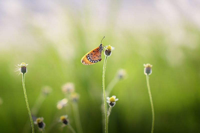Macro