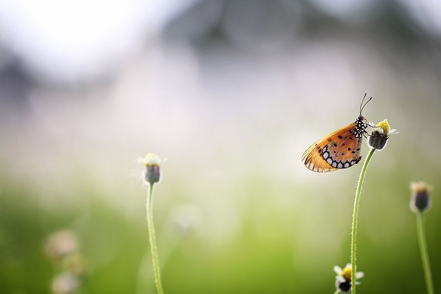 Macro