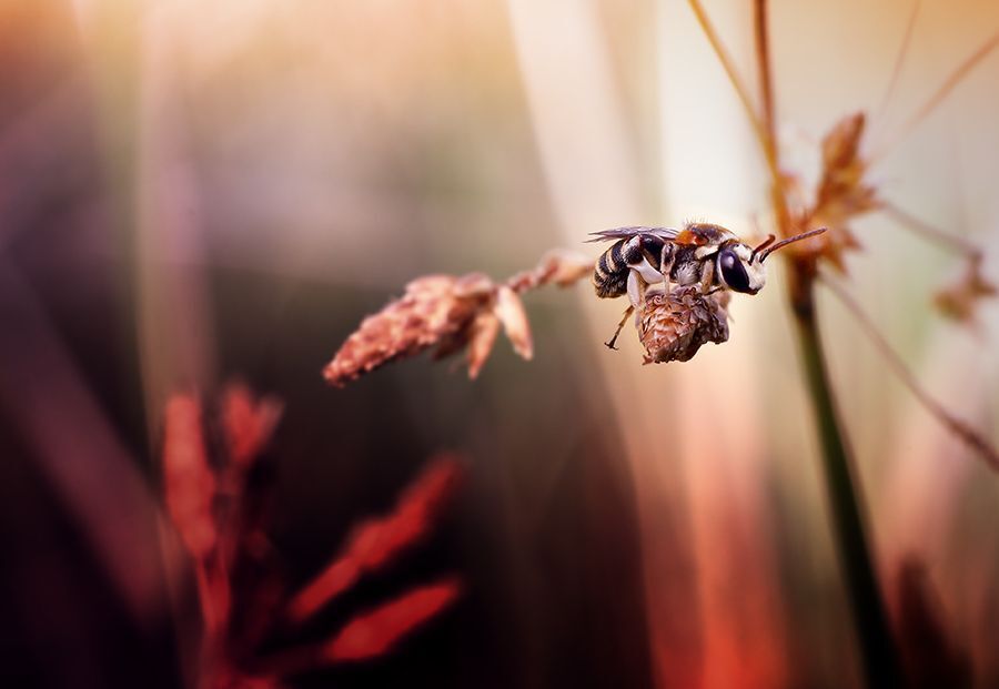 Macro