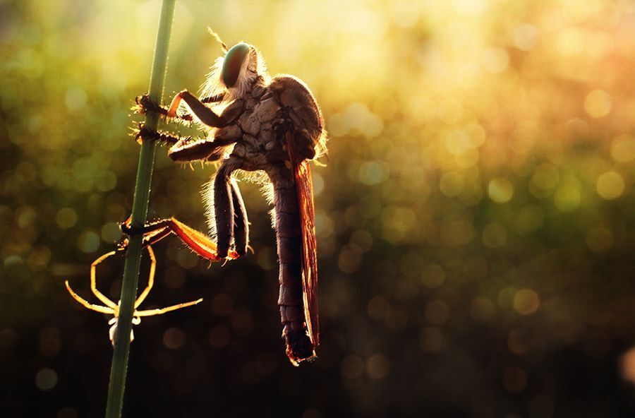 Macro