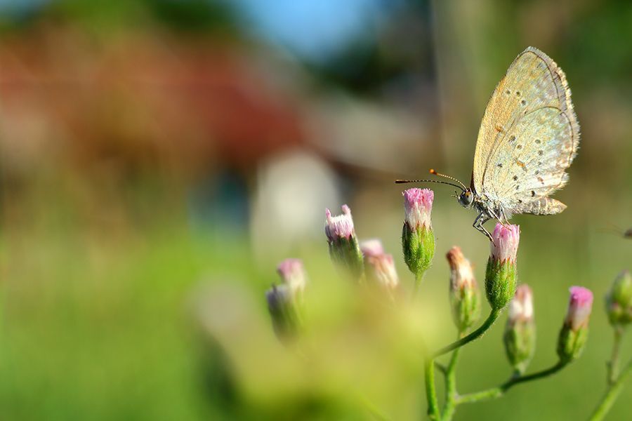 Macro