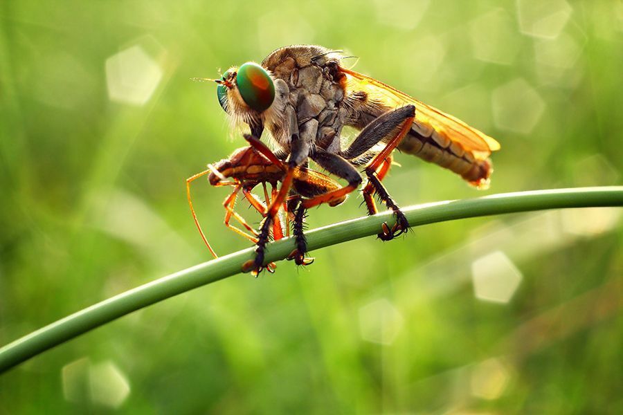 Macro