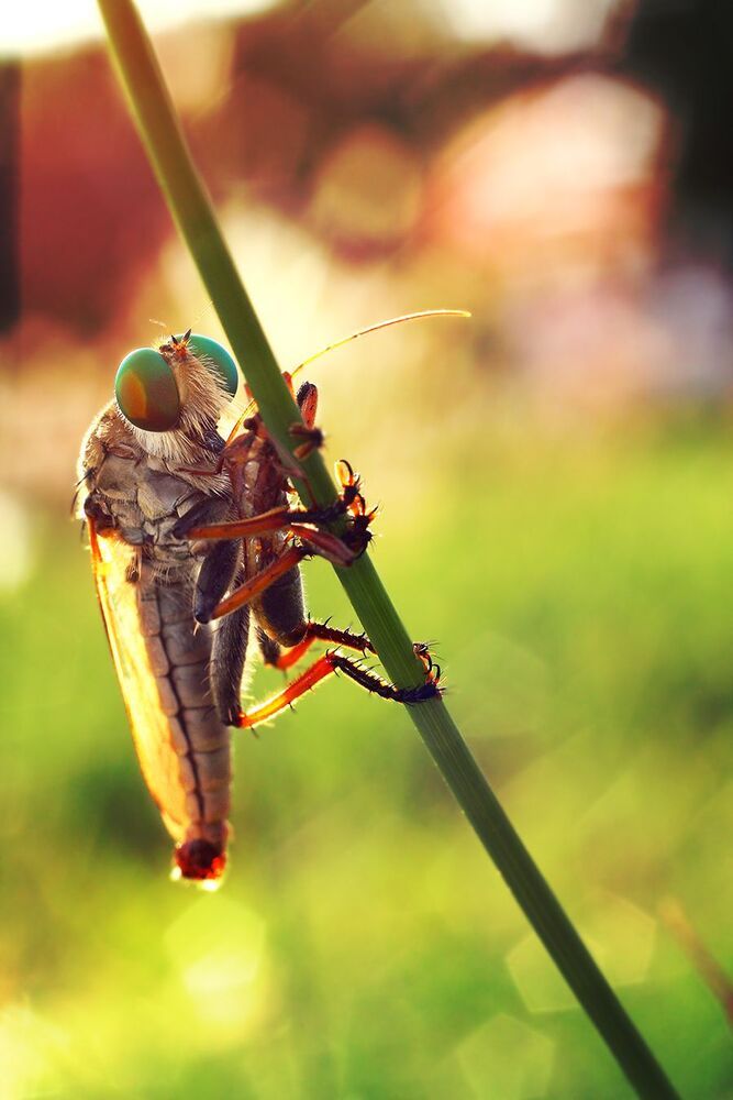 Macro