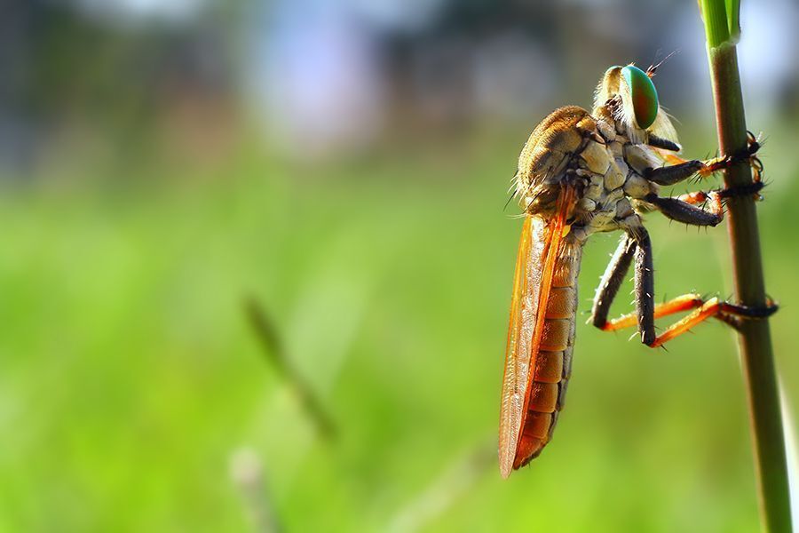 Macro