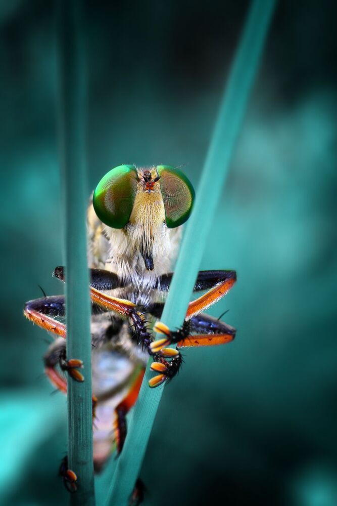 Macro