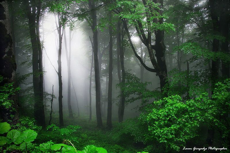 Nerves of Forest