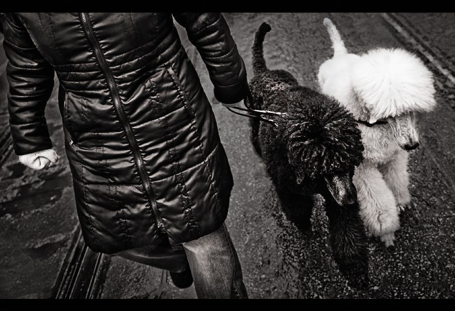 Photo 289778