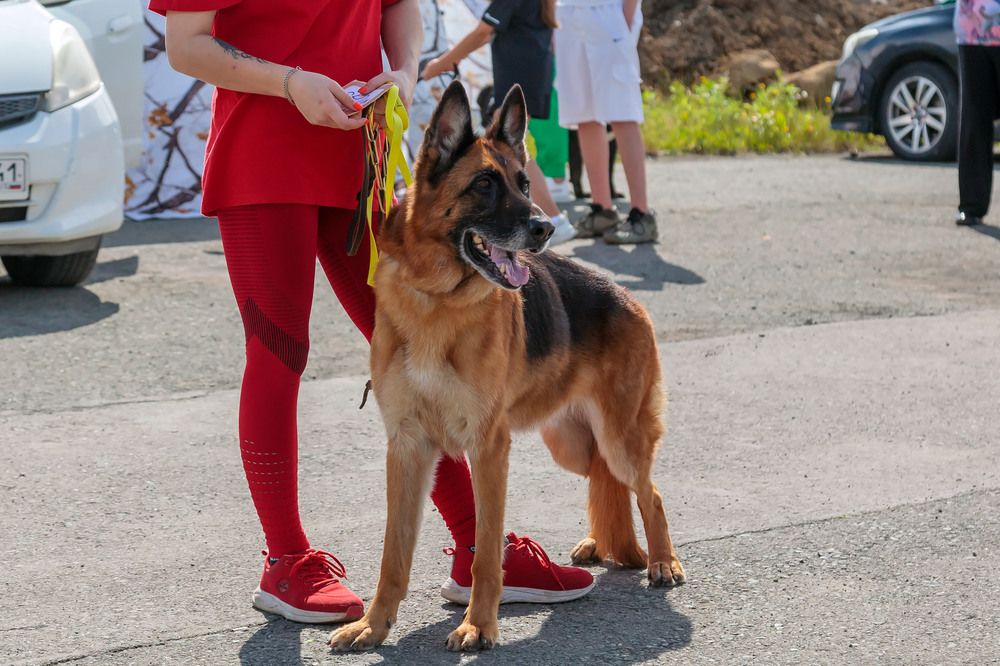 Собачки