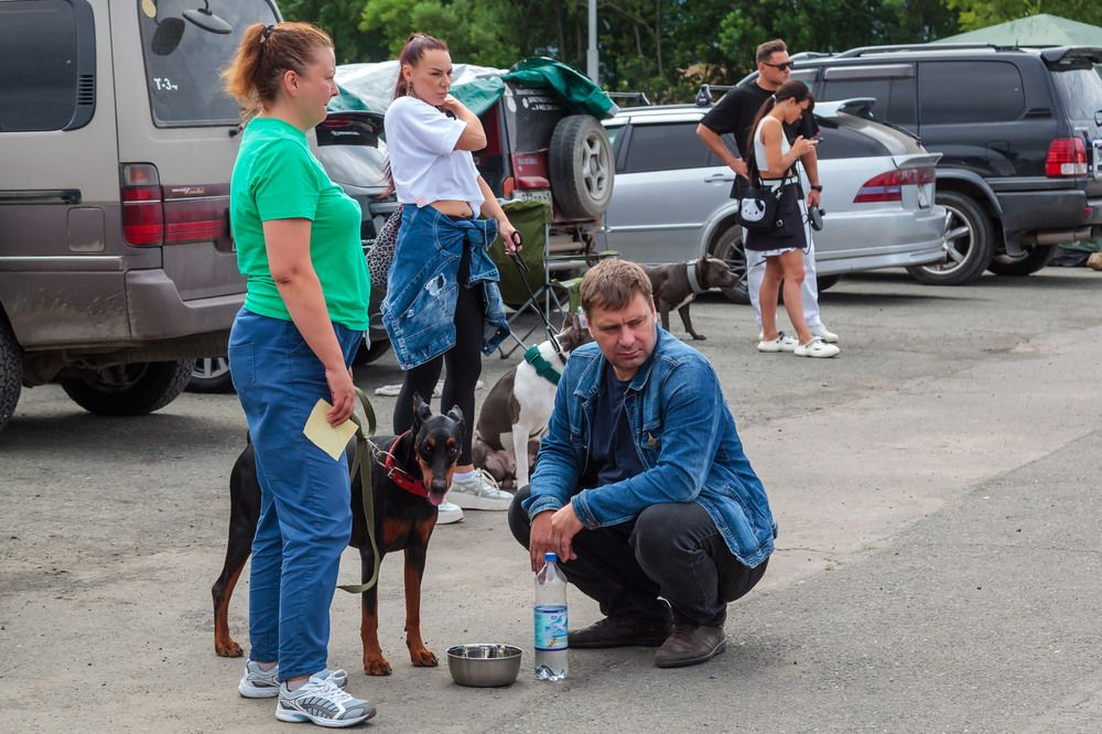 Собачки