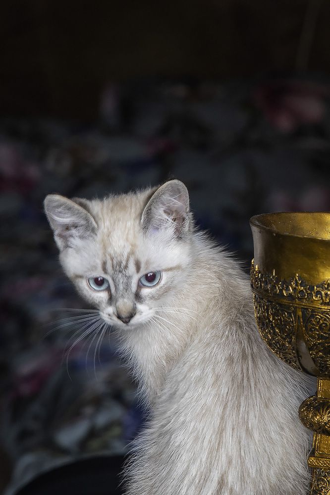 Моя новая маленькая котомодель Айс