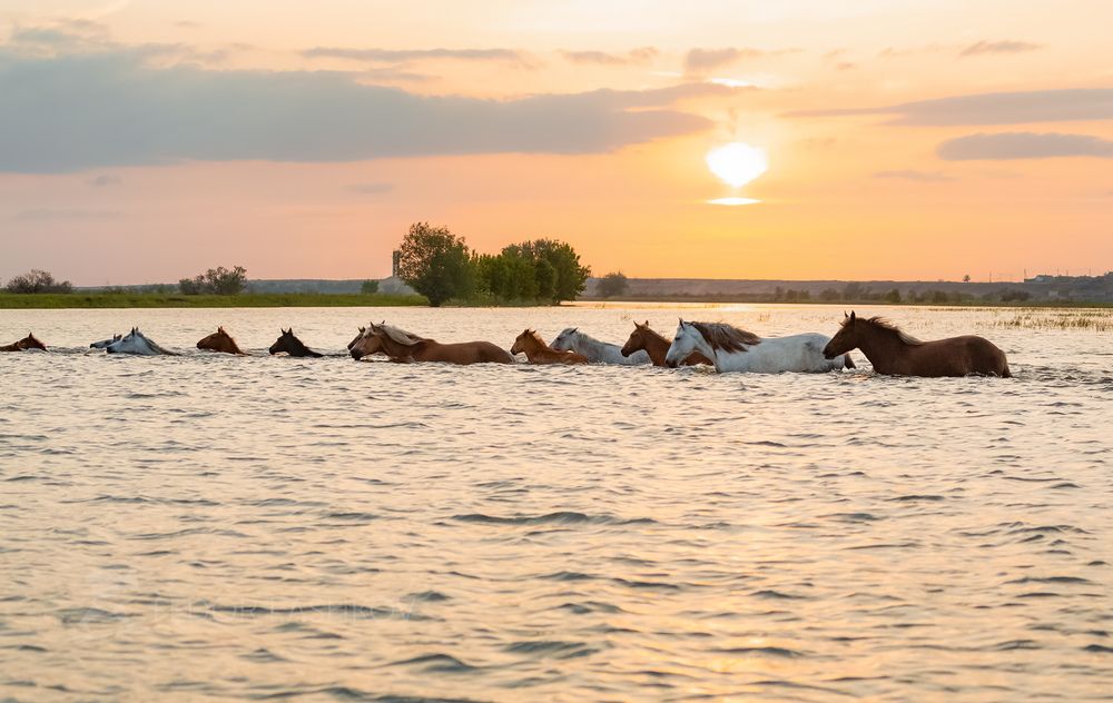 Серия &laquo;Животные у воды&raquo;